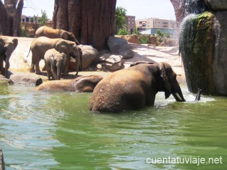 Bioparc. Valencia.